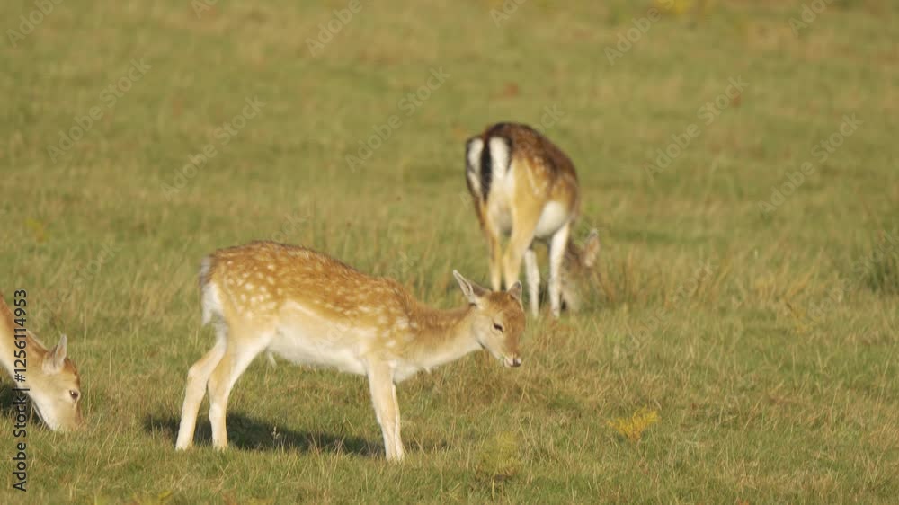 Group of fallow deer grazing peacefully in grassy meadow. Spotted young deer feeding calmly in open green field. Herd of deer enjoying lush grass in serene natural environment. Tranquil gathering of Group of fallow deer grazing peacefully in grassy meadow. Spotted young deer feeding calmly in open green field. Herd of deer enjoying lush grass in serene natural environment. Tranquil gathering of