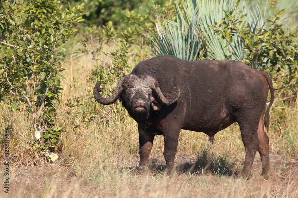Fototapeta premium Kaffernbüffel / African buffalo / Syncerus caffer