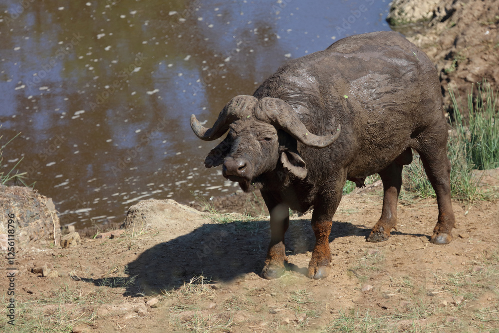 Fototapeta premium Kaffernbüffel / African buffalo / Syncerus caffer