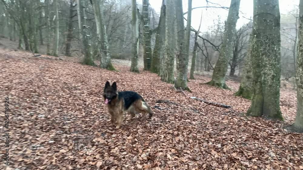 walk with a long-haired German Shepherd through an old forest walk with a long-haired German Shepherd through an old forest