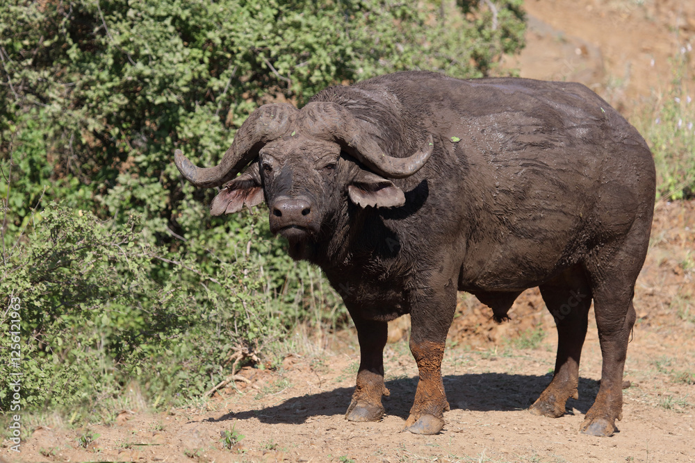 Kaffernbüffel / African buffalo / Syncerus caffer Kaffernbüffel / African buffalo / Syncerus caffer