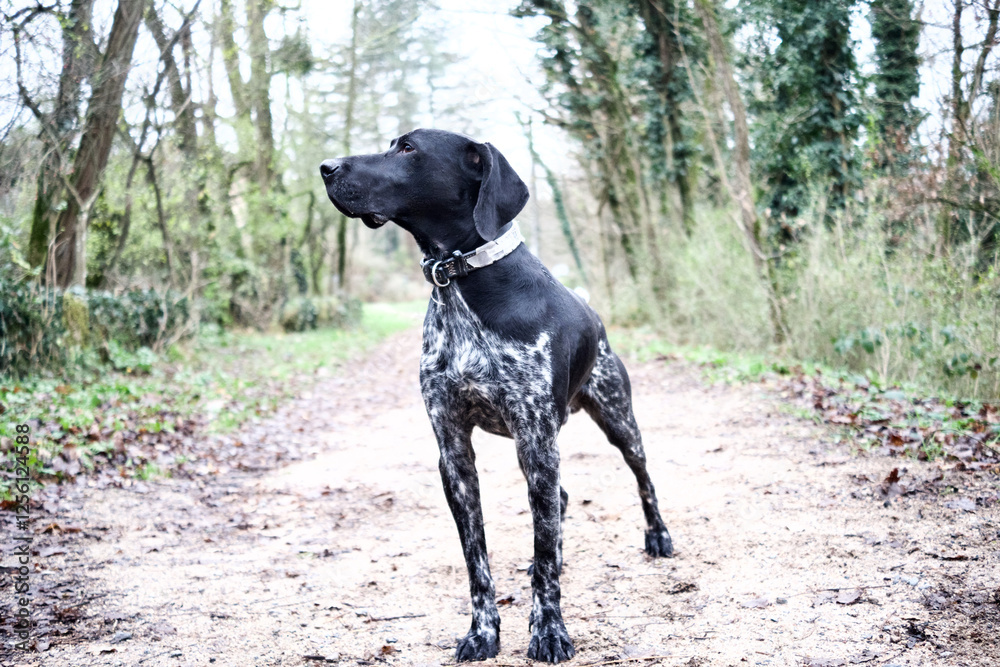 Front view of a standing beautiful black German Shorthaired Pointer dog on a countryside footpath in winter. Front view of a standing beautiful black German Shorthaired Pointer dog on a countryside footpath in winter.