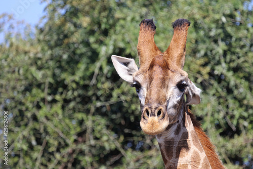 Photography Giraffe / Giraffe / Giraffa camelopardalis