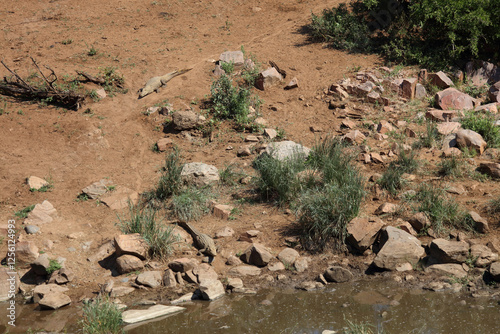 Nilkrokodil / Nile crocodile / Crocodylus niloticus photo