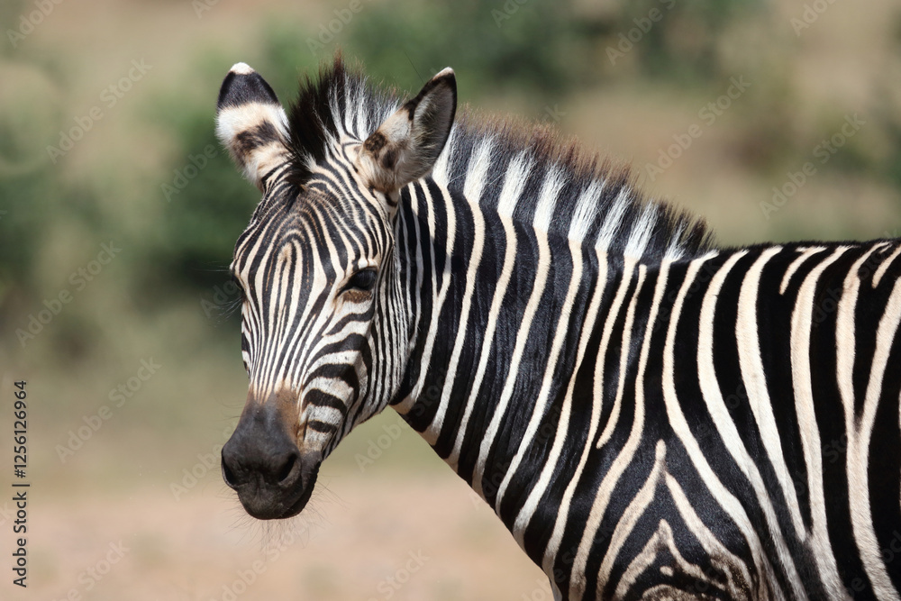 Steppenzebra / Burchell's zebra / Equus quagga burchellii Steppenzebra / Burchell's zebra / Equus quagga burchellii