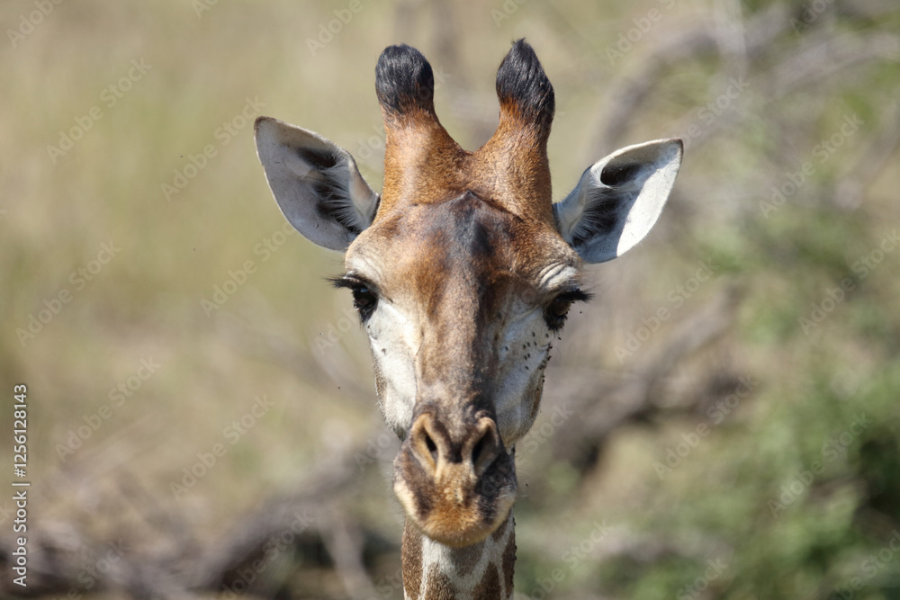 Giraffe / Giraffe / Giraffa camelopardalis Giraffe / Giraffe / Giraffa camelopardalis