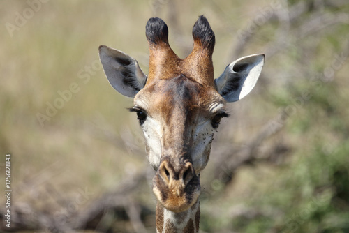 Photography Giraffe / Giraffe / Giraffa camelopardalis