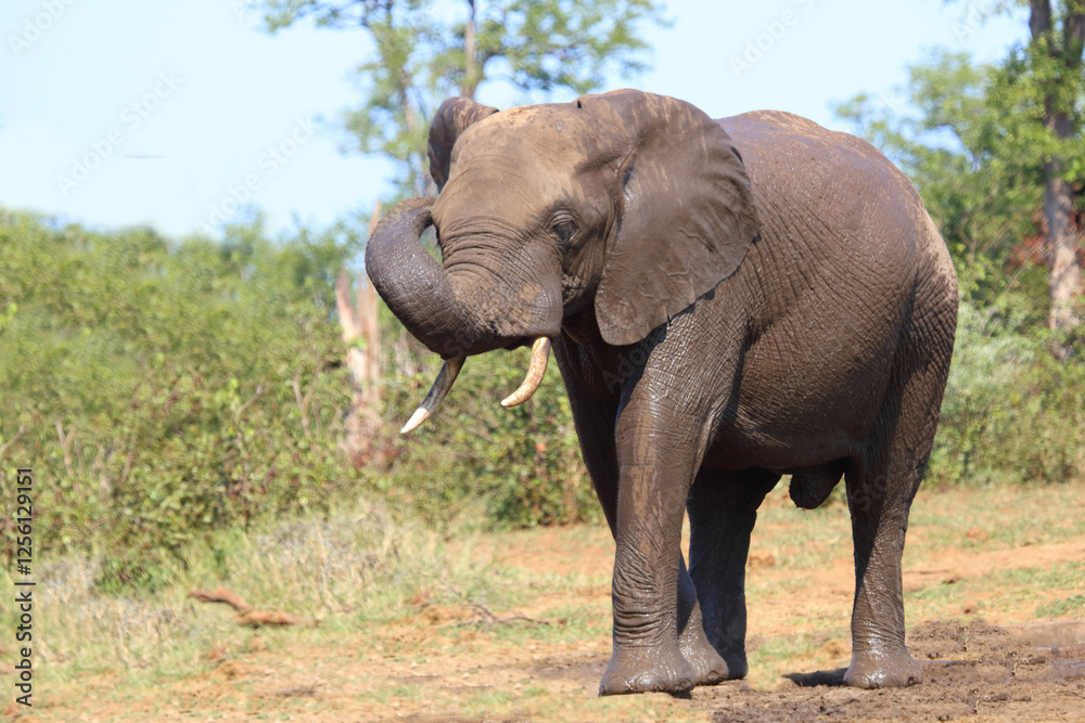 Afrikanischer Elefant / African elephant / Loxodonta africana Afrikanischer Elefant / African elephant / Loxodonta africana