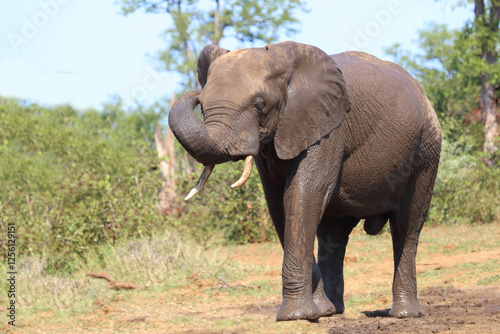 Afrikanischer Elefant   African elephant   Loxodonta africana