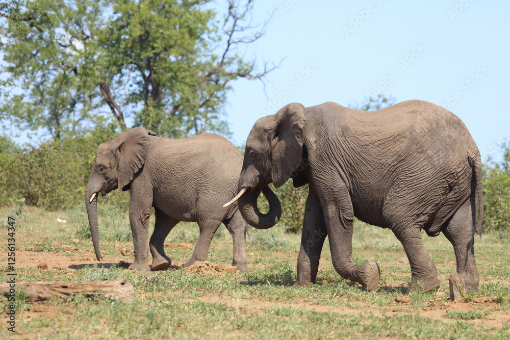 Obraz premium Afrikanischer Elefant / African elephant / Loxodonta africana
