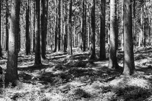 Creative lightplay of sun through the woods around Burg Reuland, East Belgium photo