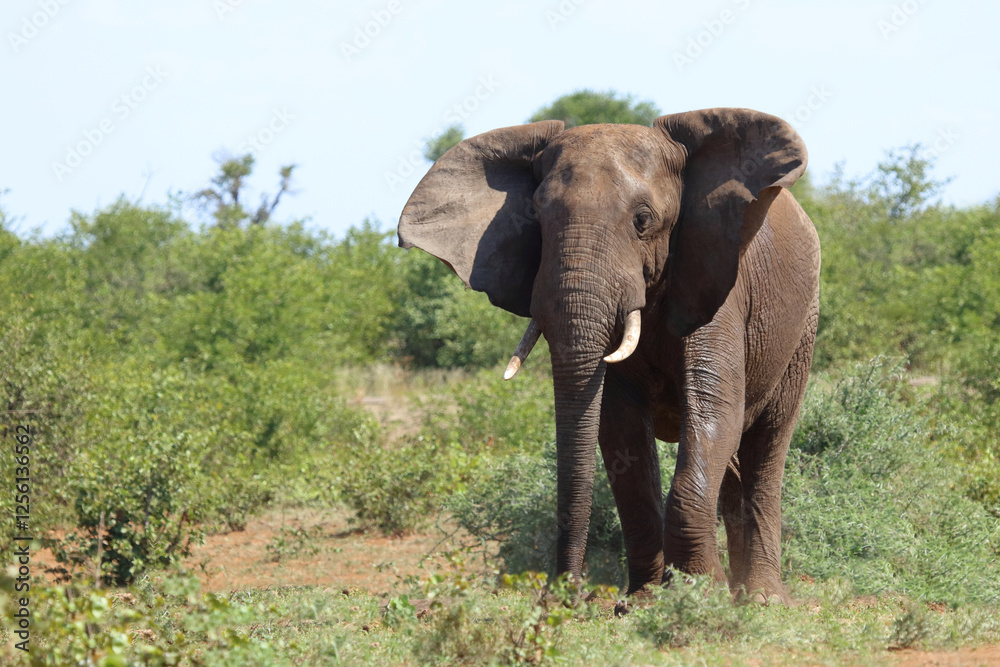 Obraz premium Afrikanischer Elefant / African elephant / Loxodonta africana