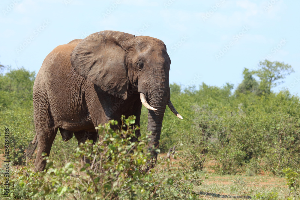 Afrikanischer Elefant / African elephant / Loxodonta africana Afrikanischer Elefant / African elephant / Loxodonta africana