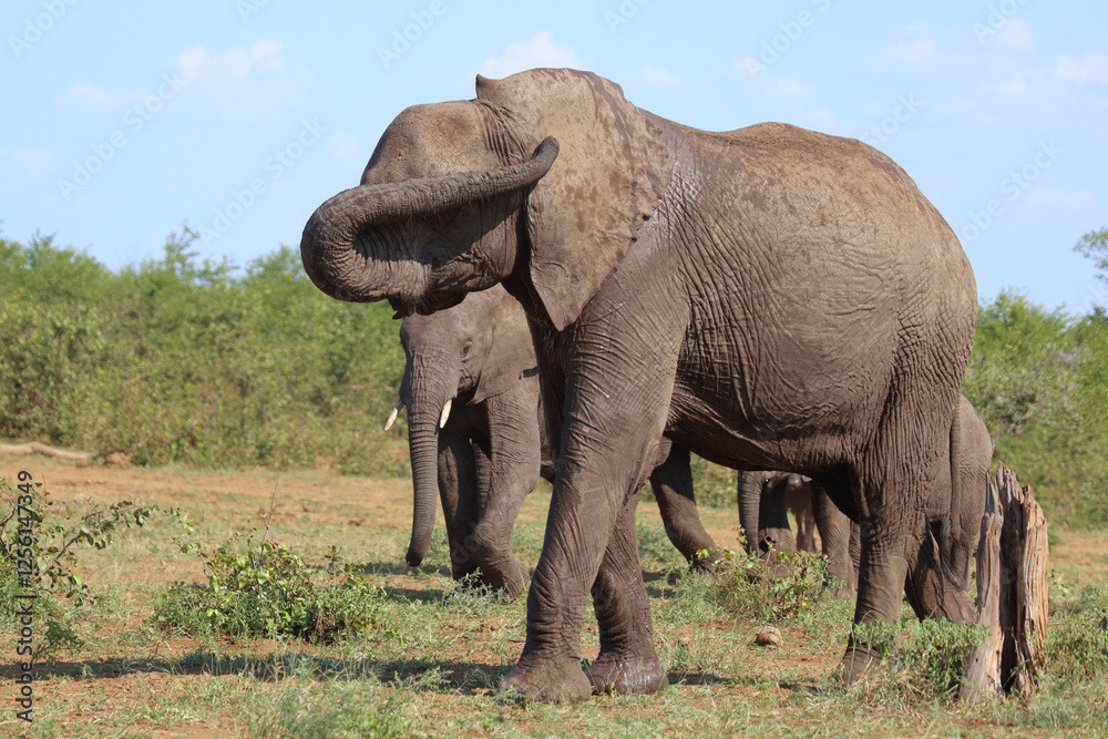 Fototapeta premium Afrikanischer Elefant / African elephant / Loxodonta africana