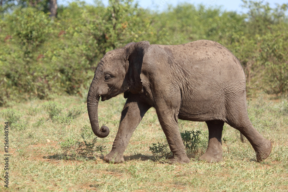 Obraz premium Afrikanischer Elefant / African elephant / Loxodonta africana