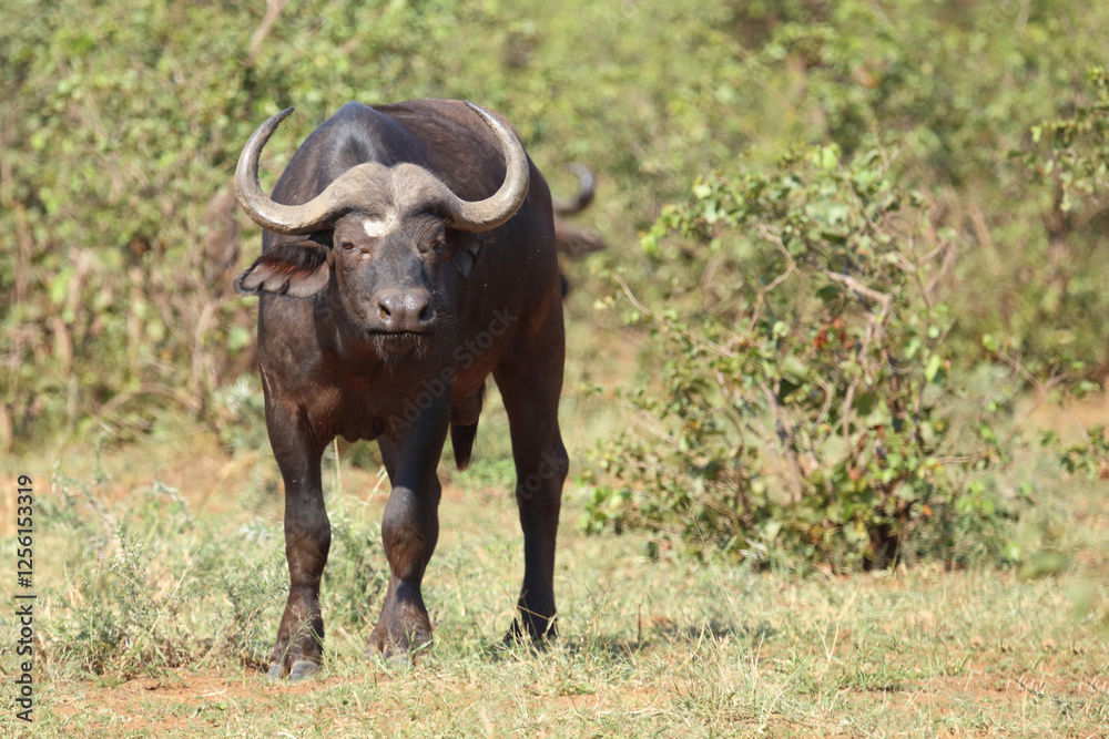 Kaffernbüffel / African buffalo / Syncerus caffer Kaffernbüffel / African buffalo / Syncerus caffer