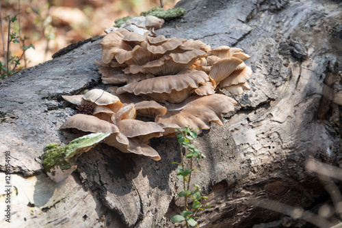 Closeup of Fungus on Fallen Tree