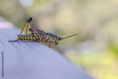 Close-up of the large and colorful Lubber Grasshopper