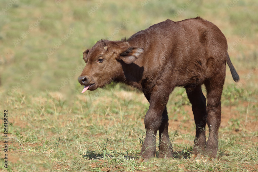 Kaffernbüffel / African buffalo / Syncerus caffer. Kaffernbüffel / African buffalo / Syncerus caffer.