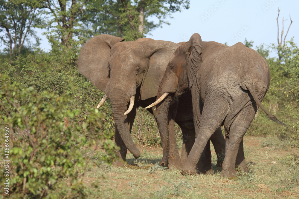 Afrikanischer Elefant / African elephant / Loxodonta africana Afrikanischer Elefant / African elephant / Loxodonta africana