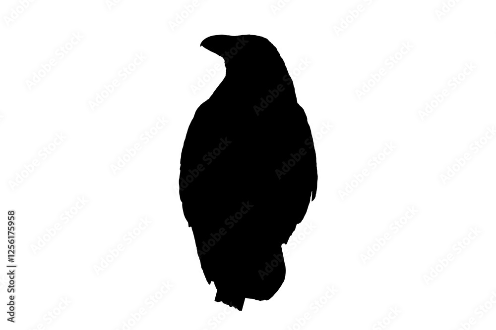 Fototapeta premium Common raven (Corvus corax) resting on a post
