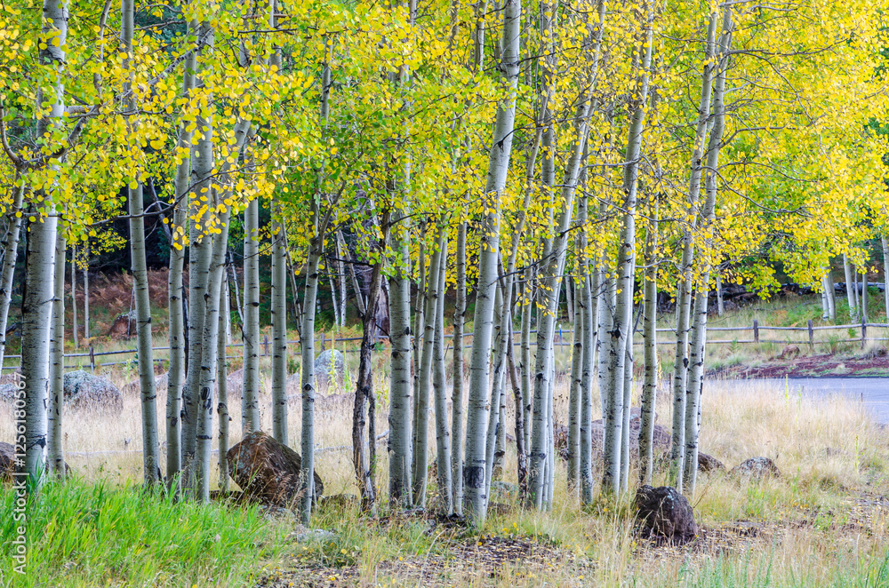 custom made wallpaper toronto digitalaspen trees arizona snowbowl flagstaff arizona