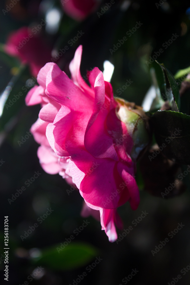 A pink Camellia flower, backlit and viewed from the side against a dark background. A pink Camellia flower, backlit and viewed from the side against a dark background.
