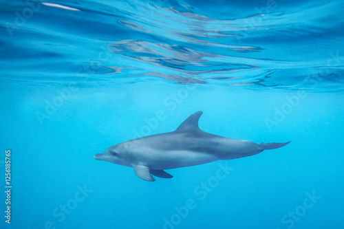 Bottlenose Dolphin swimming gracefully under water