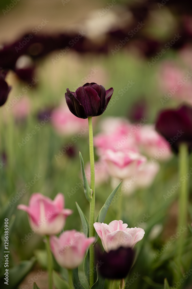Burgundy, pink, and white tulips blooming in a tulip field Burgundy, pink, and white tulips blooming in a tulip field