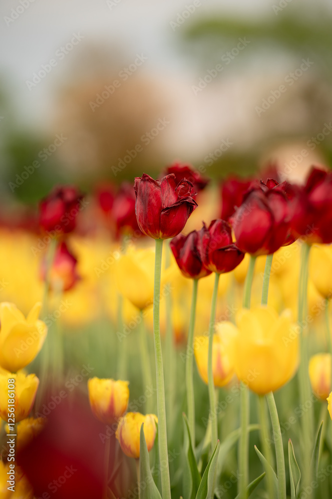 Red, yellow, and green field of tulipa flowers blooming in summer Red, yellow, and green field of tulipa flowers blooming in summer