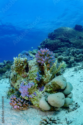 Colorful coral reef with diverse marine life in blue ocean
