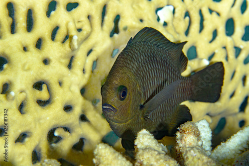 Threespot Dascyllus swimming by sponge coral photo