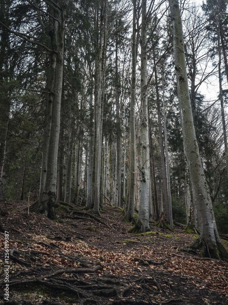 Obraz premium A serene forest in Bavaria featuring tall, leafless trees and a ground covered with roots and fallen leaves. The scene captures the raw beauty of nature in early spring or late autumn.