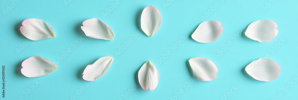 Sakura petals beautifully arranged in a circle on a bright turquoise background Sakura petals beautifully arranged in a circle on a bright turquoise background