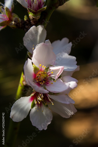 White Almond blossoms, Prunus dulcis, in the morning sunlight during spring photo