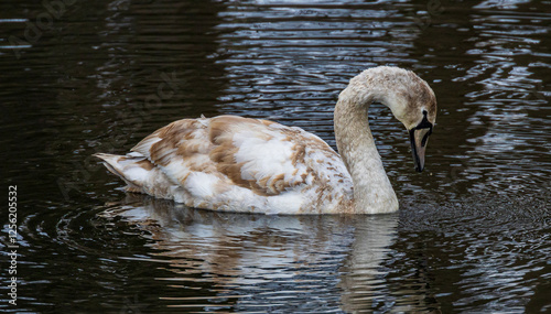 Fototapeta Naklejka Na Ścianę i Meble -  swan on the water