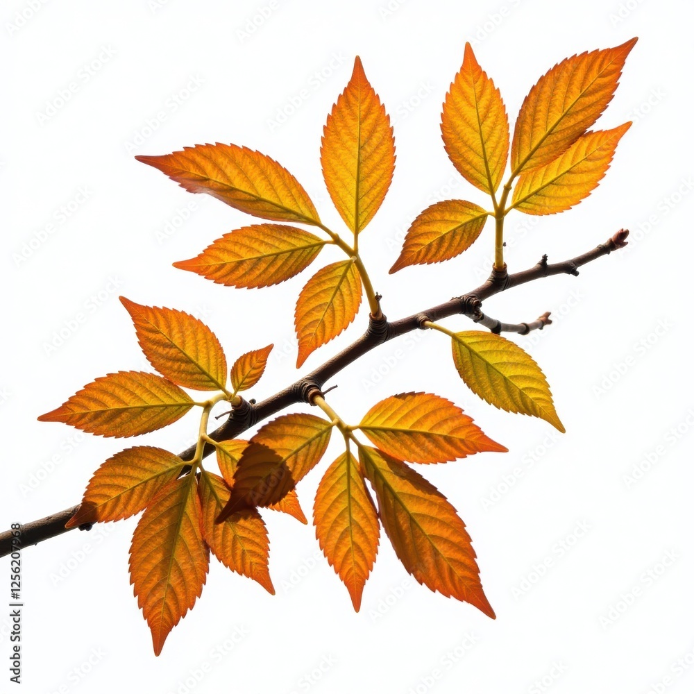 Branch with isolated leaves and intricate details, macro, nature Branch with isolated leaves and intricate details, macro, nature