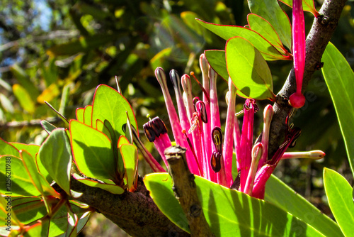 Bright pink flowers of the parasitic, Tapinanthus oleifolius, a type of Mistletoe  called Voelent,  photo