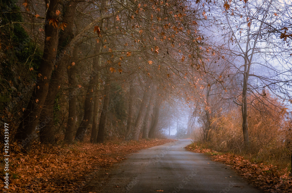 Fototapeta premium road in autumn forest