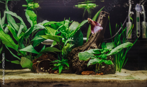 Small red Betta Splendens in a planted fish tank freshwater 