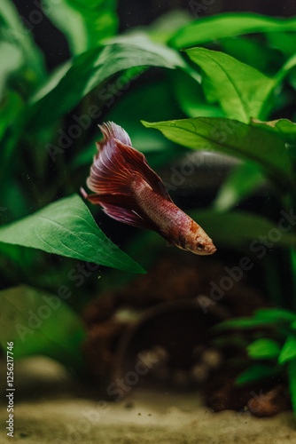 Photography Small red Betta Splendens in a planted fish tank freshwater
