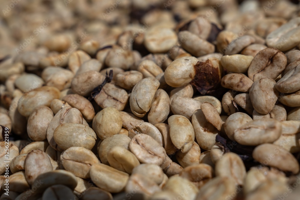 Drying and Defective Coffee Beans in Different Processing Stages Drying and Defective Coffee Beans in Different Processing Stages