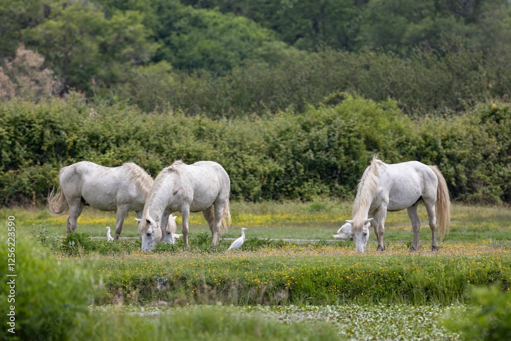 Fototapeta premium Cavalli Camargue all'isola della Cona