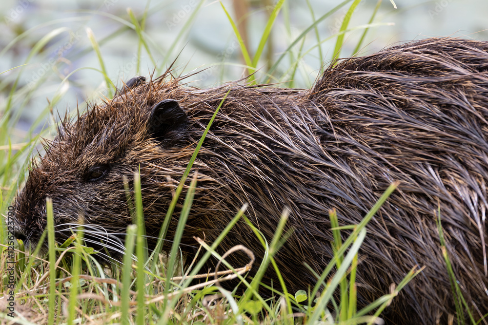 Nutria (Myocastor coypus) - isola della Cona Nutria (Myocastor coypus) - isola della Cona