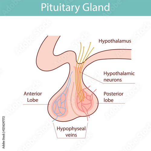 Detailed illustration of the pituitary gland and brain. vector illustration in cartoon style