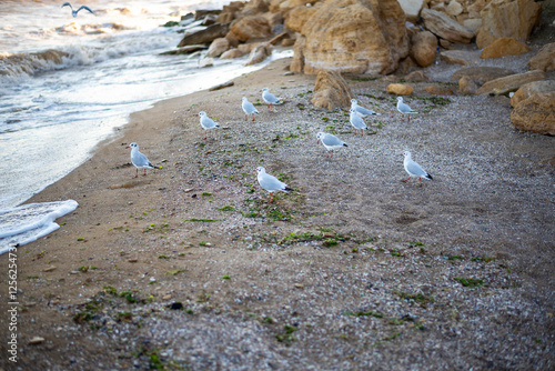 A group of white seagulls on a sandy beach photo