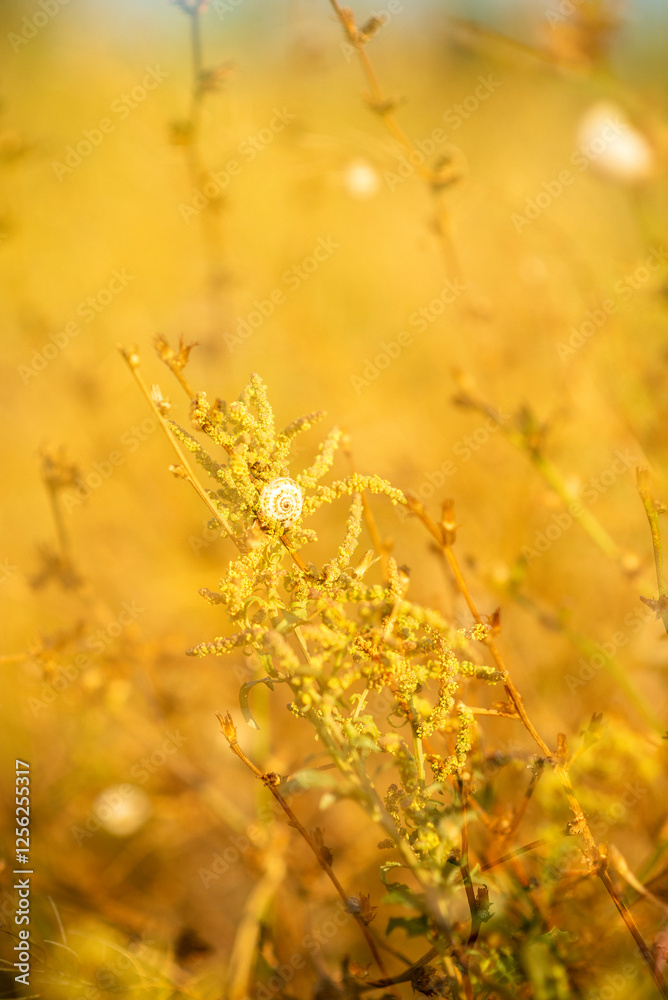 white small snail on grass in field. snail in summer on meadow. white small snail on grass in field. snail in summer on meadow.