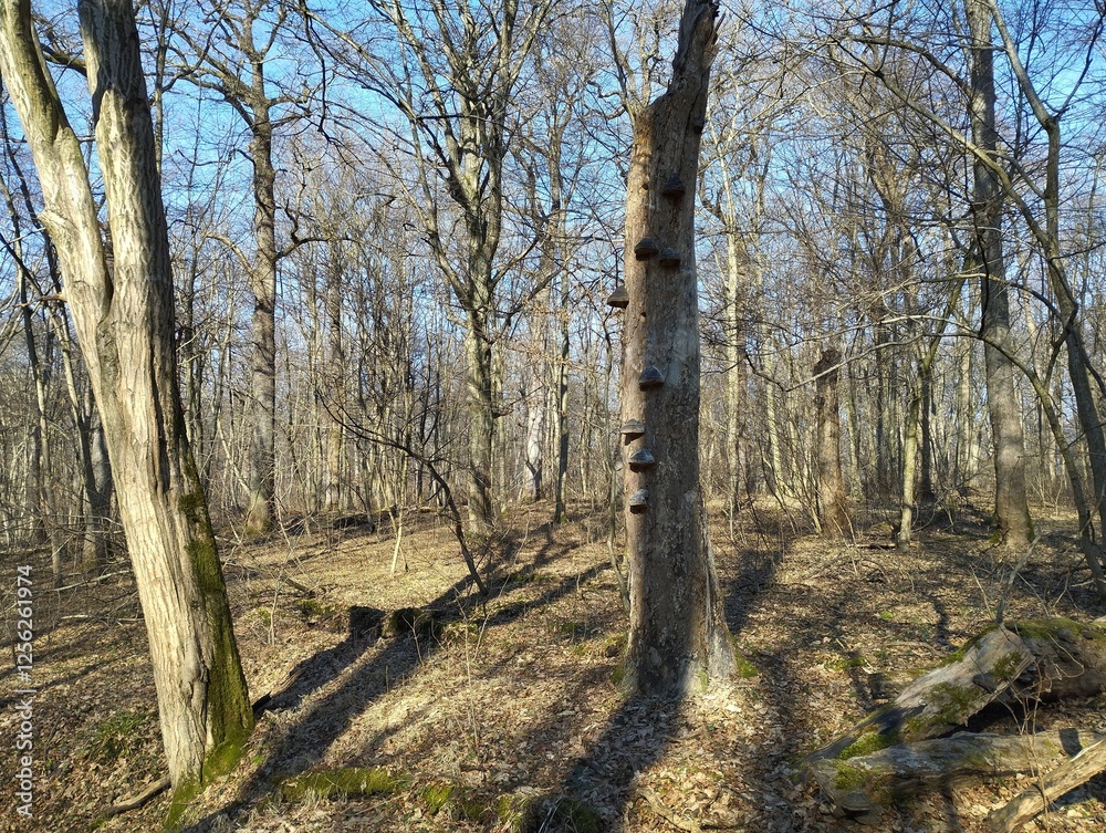 In the European forest. Old broken oak trunk with wood mushrooms on the trunk. Beautiful spring landscape. In the European forest. Old broken oak trunk with wood mushrooms on the trunk. Beautiful spring landscape.