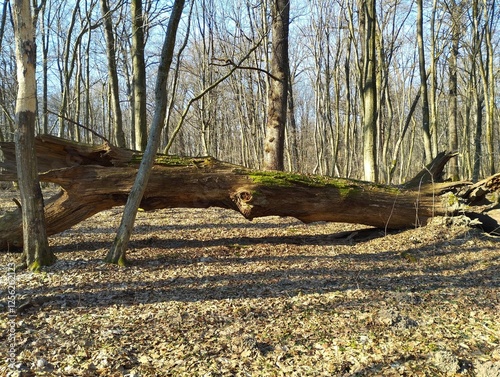 Fallen pillar of a century-old oak in the forest. Giant oak fallen in the forest in spring. photo