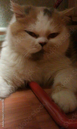 Exotic Shorthair Cat Close-up Portrait Indoors photo